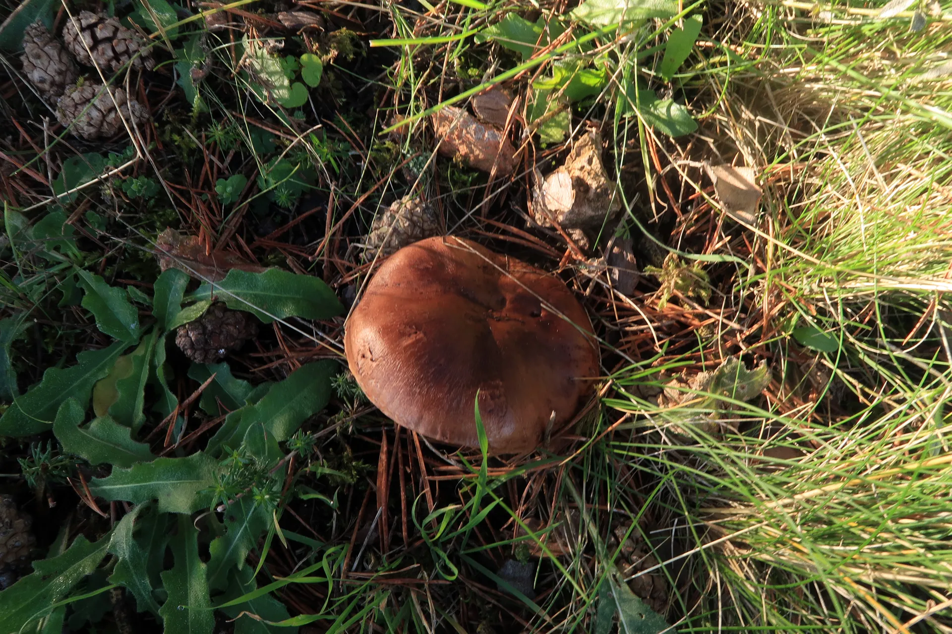 Tricholoma fracticum - 1 - IMG_7825